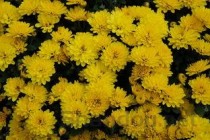 世界上最珍贵的花排行榜,2024最新排名前十名对比