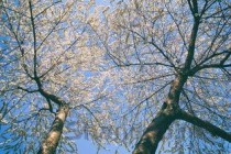 世界上体积最大的树 雪曼将军树高83.8米