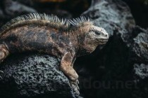 世界上最寒冷的地方，曾经温暖湿润恐龙自由漫步