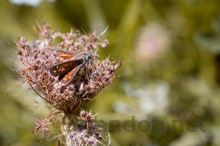 世界最好的髌骨带牌子?(全世界最稀有的昆虫)