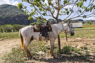 世界上最牛的丈夫从哪些方面能看出是世界上最好的丈夫?