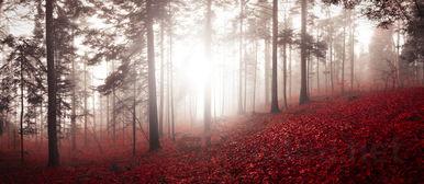 世界上最神秘的海棠图片,世界上最神秘的海棠