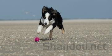 什么狗是最傻的,世界上哪个狗最傻