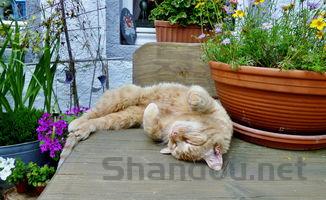 猫咪发烧不吃东西是何原因?猫咪发烧不吃东西该如何是好?