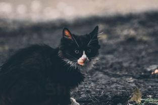 猫咪下嘴唇长包的问题出在哪?猫咪下嘴唇长包该怎么处理?