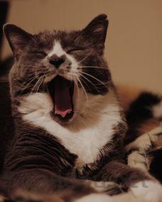 猫咪下嘴唇长包的问题出在哪?猫咪下嘴唇长包该怎么处理?