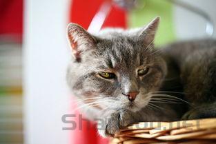 猫咪鼻子湿是到底怎么了?猫咪鼻子湿怎么办?