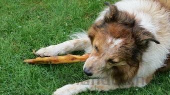 狗狗食欲不振不爱吃饭是啥情况?该怎么处理才对?