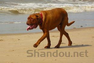 狗狗大口喘气还总是哼唧的缘由何在?该如何解决?