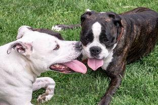 狗狗大口喘气还总是哼唧的缘由何在?该如何解决?