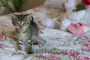 猫咪呕吐软便是啥缘故?猫咪呕吐软便该怎么解决?