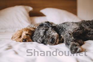 猫咪食欲减退发烧是啥情况?猫咪食欲减退发烧该如何是好?