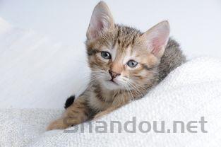 狗狗大便有粘液是什么原因?狗狗大便有粘液该怎么办?