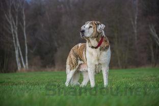 狗狗大便有粘液是什么原因?狗狗大便有粘液该怎么办?