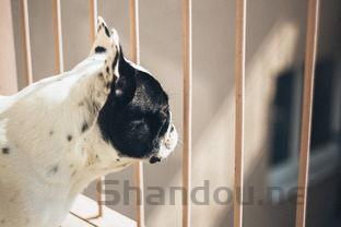 狗狗掉毛皮肤发黑是什么情况?要怎么应对?