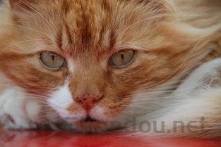 猫咪最近爱舔毛还喜欢到处蹭有什么办法恢复?