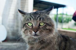 猫咪最近爱舔毛还喜欢到处蹭有什么办法恢复?