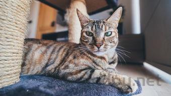 猫咪最近爱舔毛还喜欢到处蹭有什么办法恢复?