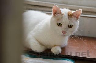 猫咪左眼浑浊有白膜是什么原因导致的?猫咪左眼浑浊有白膜要怎么调理?