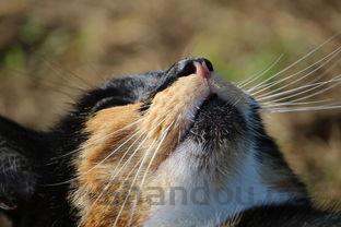 猫咪脱水没食欲呕吐黄色或完整猫粮该咋整?