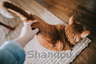 狗狗屁股上好像有伤口,为何会这样?该如何解决?