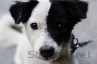 狗狗走路艰难身上很臭是什么情况?该咋整?