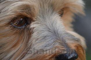 狗狗鼻子眼睛周围都有红肿是什么情况?该怎么办?