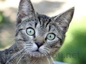 幼猫不喝羊奶粉是啥情况?幼猫不喝羊奶粉该用什么办法?