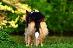 狗狗身上长圆形的痒脱屑是啥情况?该咋办?