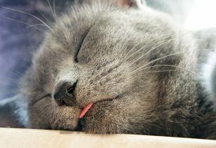 猫咪突然吐黄水有白沫是啥情况?怎么弄会好?