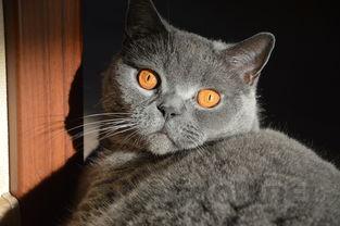 猫咪受到惊吓后只尿一两滴的问题出在哪?要怎么改善?