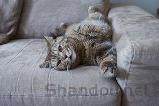 猫咪受到惊吓后只尿一两滴的问题出在哪?要怎么改善?