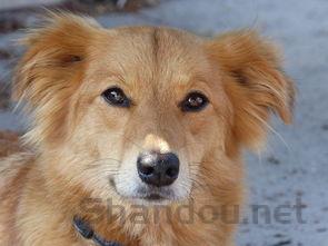 狗狗爪子肿了是什么状况?该咋办?