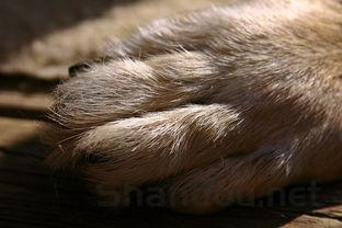 狗狗爪子肿了是什么状况?该咋办?