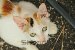 猫猫耳朵上出现秃毛是怎么回事?猫猫耳朵上出现秃毛有什么办法恢复?