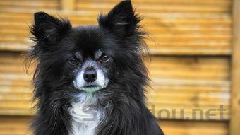 小猫咪连着好几次想是打喷嚏抽抽要怎么改善?