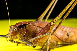 狗狗吃了驱虫药后吐虫便虫精神萎靡是什么情况?