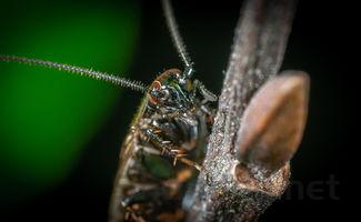 狗狗吃了驱虫药后吐虫便虫精神萎靡是什么情况?