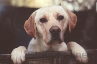 狗站着腿发抖是什么情况?狗站着腿发抖要怎么处理?