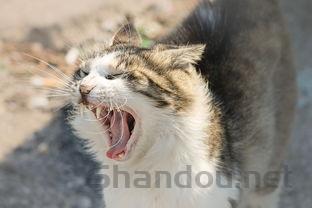 猫咪牙龈红肿掉牙是怎么回事?猫咪牙龈红肿掉牙该如何是好?