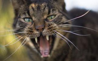 猫咪牙龈红肿掉牙是怎么回事?猫咪牙龈红肿掉牙该如何是好?