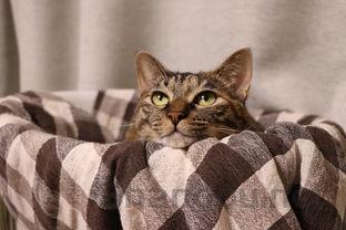 猫耳朵突然出现一块褐色斑点要怎么调理?