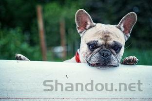 幼猫呼吸声大打喷嚏是何原因?该怎么解决?