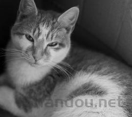 猫咪眼睛发红流眼泪是啥情况?要怎么调理?