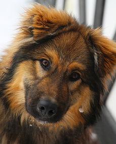 狗狗拉肚子软便精神好是什么原因?该咋整?