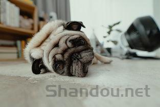 狗狗躺下的时候会疼的叫一下是什么情况?该咋整?