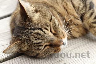 猫咪呼吸感觉很急促的问题出在哪?该怎么解决?