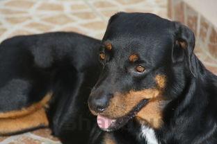 狗狗后肢无力气喘发烧是咋回事?狗狗后肢无力气喘发烧怎么弄会好?