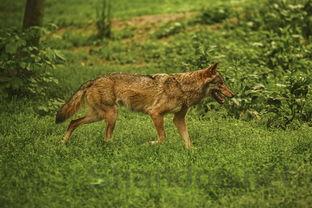 狗狗后肢无力气喘发烧是咋回事?狗狗后肢无力气喘发烧怎么弄会好?