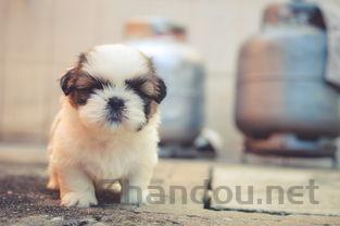 布偶猫软便是啥情况?布偶猫软便该怎么处理?